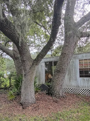 TREE-BE-GONE.COM – Professional Tree Removal & Land Clearing in Middleburg, FL
